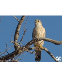 گونه ترمتای Merlin